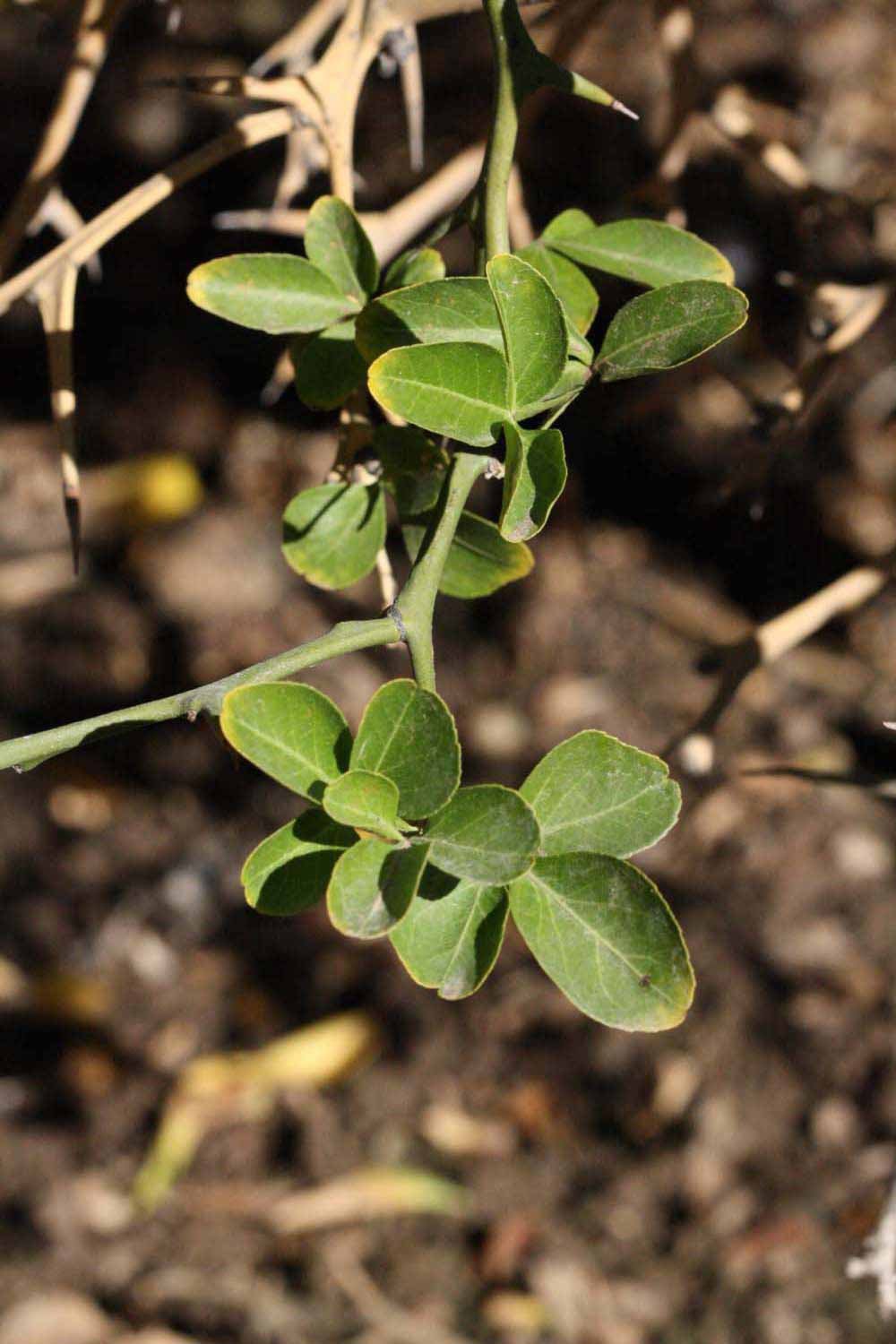              Sun leaves (Riverside, CA)       